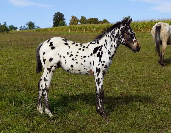 Appaloosa Foals @Chexys Farm, Czech Republic